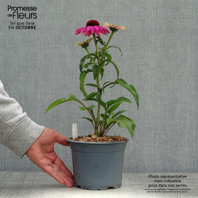 Spécimen de Echinacée Magnus Pot de 2L/3L tel que livré en automne