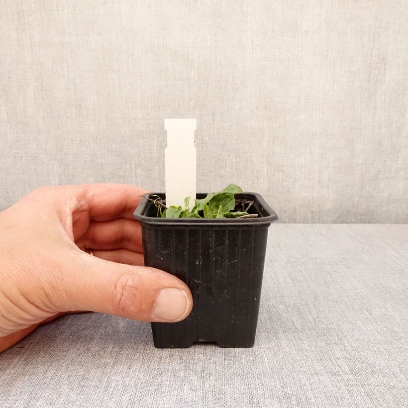 Spécimen de Echinacea purpurea Mellow Yellows - Echinacée Godet de 8/9 cm tel que livré au printemps