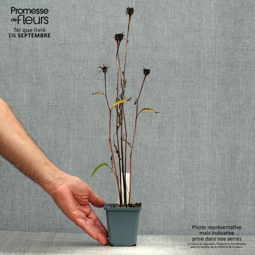 Spécimen de Echinacea purpurea Pica Bella - Echinacée Godet de 8/9 cm tel que livré en automne