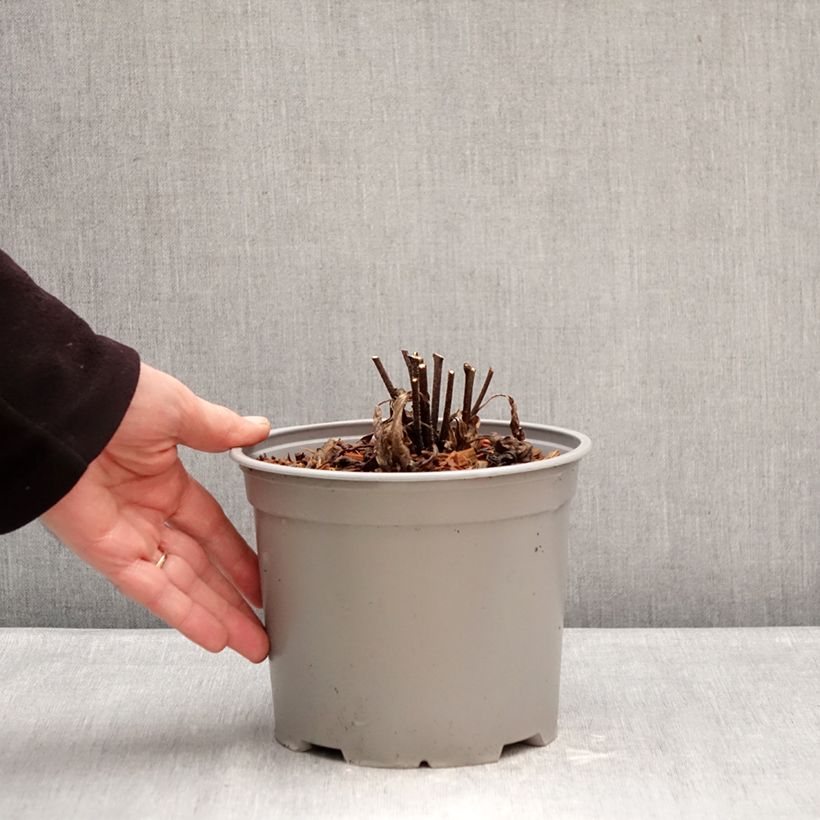 Example of Echinacea purpurea White Meditation Pot de 3L/4L as you get in hiver