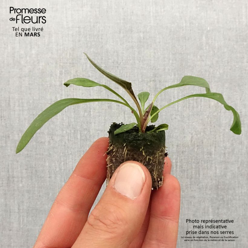 Spécimen de Echinacea Sun Magic Vintage Orange - Echinacée Mini-motte Ø 3/4 cm tel que livré au printemps