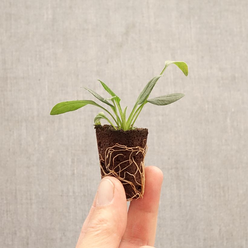 Spécimen de Echinacea Sun Magic Vintage White - Echinacée Mini-motte Ø 3/4 cm tel que livré au printemps