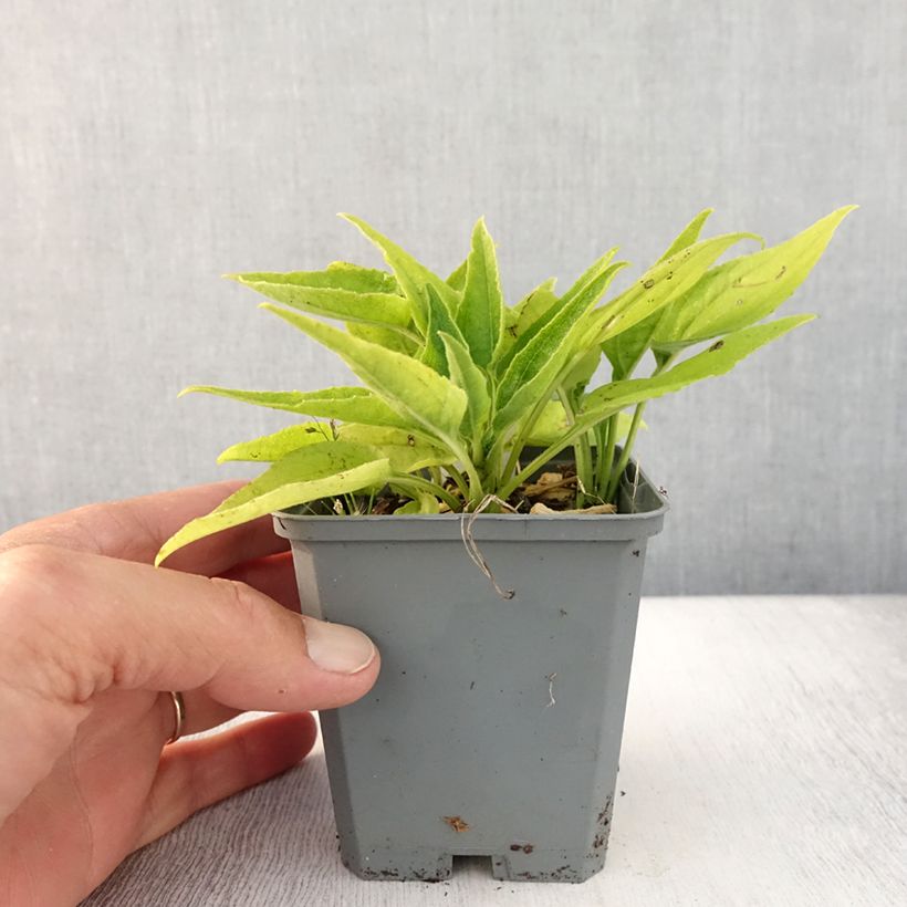 Spécimen de Echinacea SunSeekers Apple Green - Echinacée Godet de 8/9 cm tel que livré en été