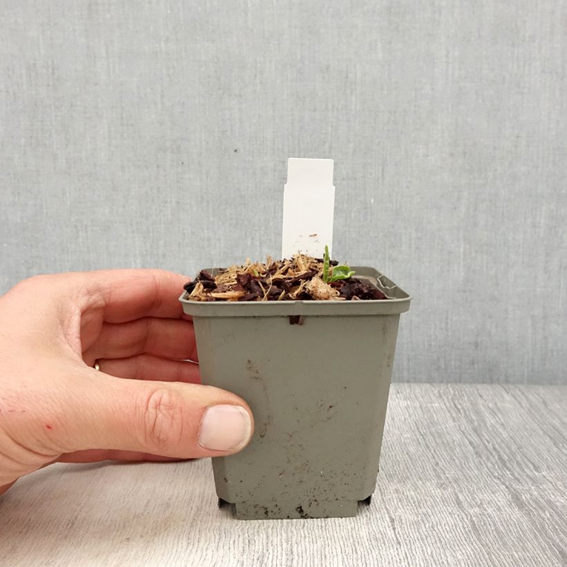 Spécimen de Echinacea SunSeekers Apple Green - Echinacée Godet de 8/9 cm tel que livré au printemps