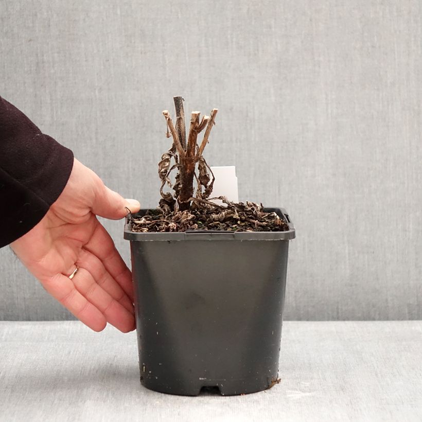 Spécimen de Echinacea SunSeekers Rainbow Pot de 1,5L/2L tel que livré en hiver