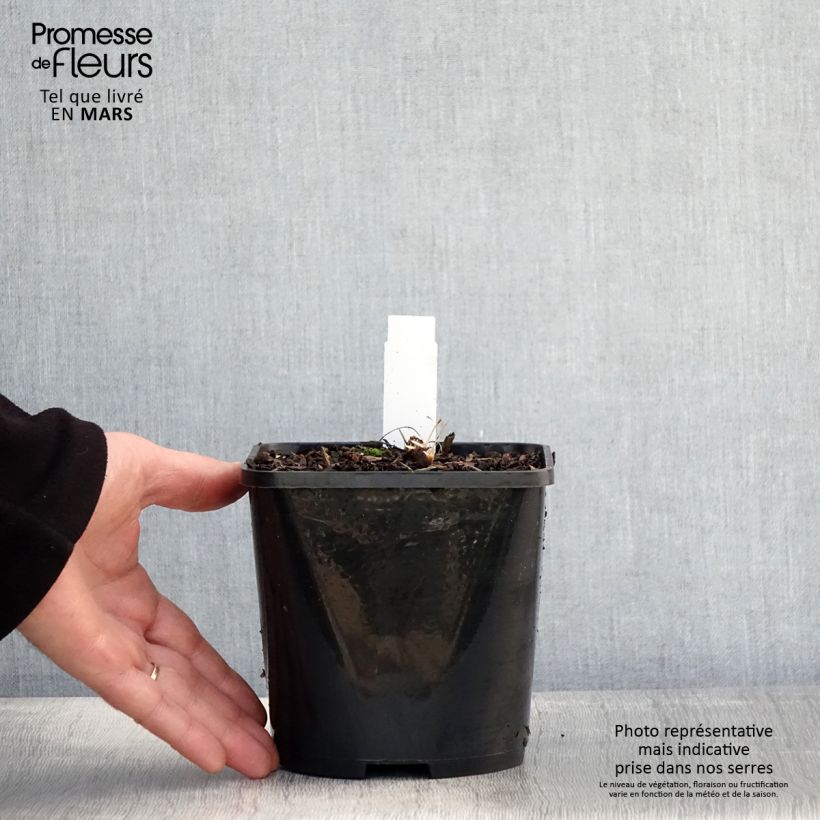 Spécimen de Echinacea SunSeekers Salmon - Echinacée Pot de 2L/3L tel que livré au printemps