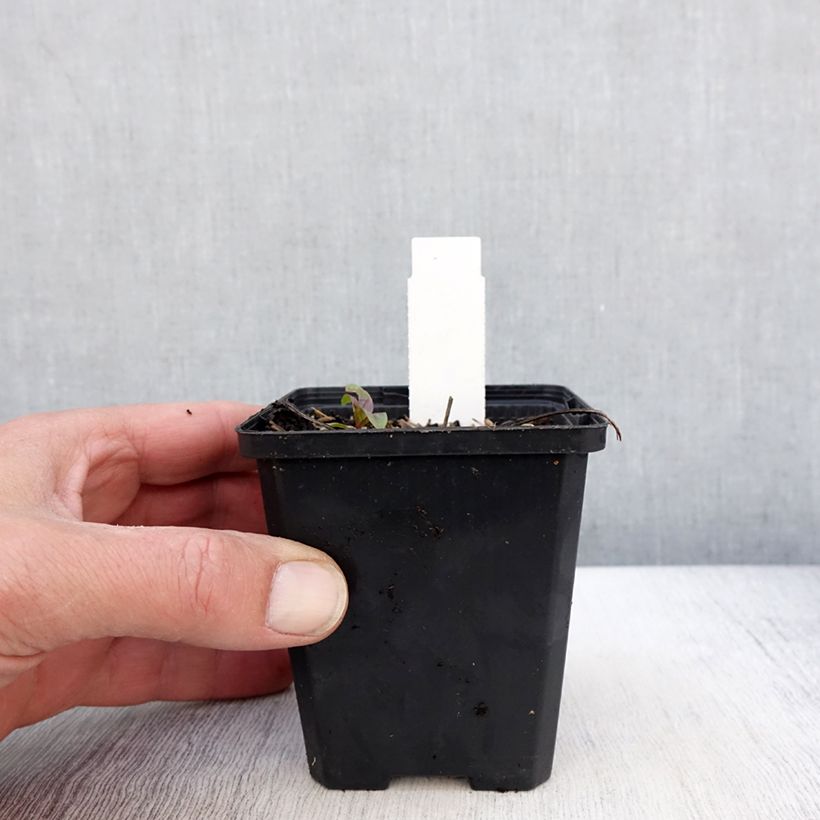 Spécimen de Echinacea SunSeekers Sweet Fuchsia - Echinacée Godet de 8/9 cm tel que livré au printemps