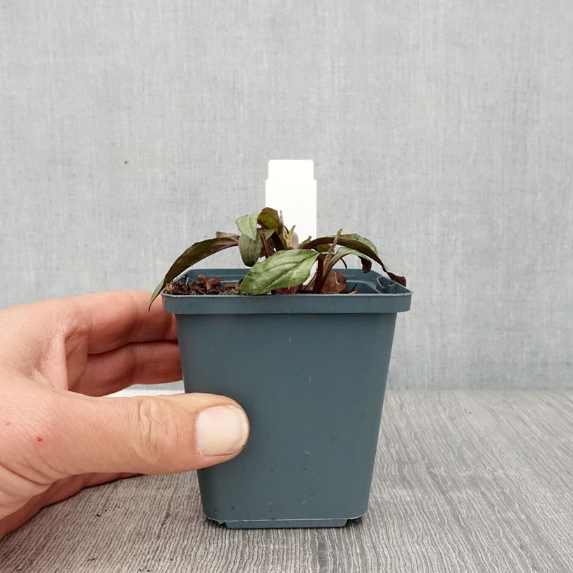 Spécimen de Echinacea Sweet Sandia - Echinacée Godet de 8/9 cm tel que livré au printemps