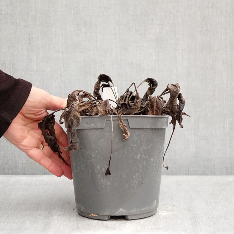 Spécimen de Échinacée Sombrero Baja Burgundy Pot de 2L/3L tel que livré en hiver