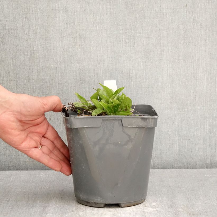 Spécimen de Échinacée Sombrero Baja Burgundy Pot de 2L/3L tel que livré au printemps