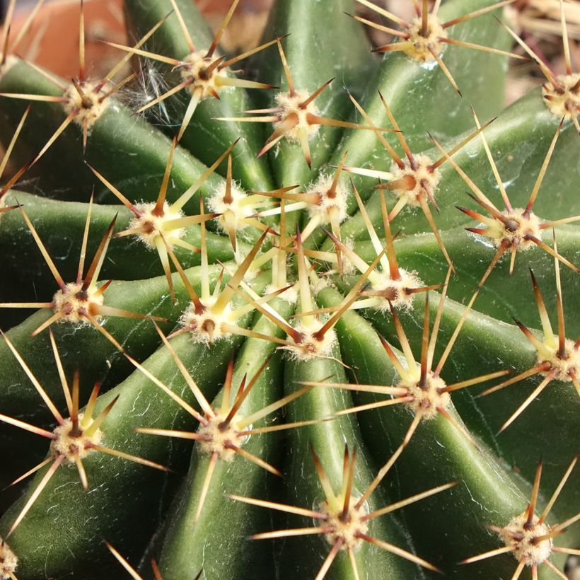 Echinopsis multiplex - Boule de Moïse (Feuillage)
