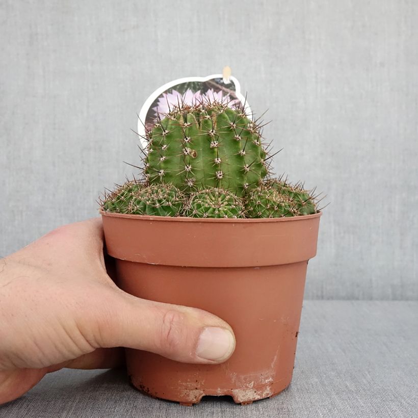 Spécimen de Echinopsis multiplex - Boule de Moïse Pot de 1L/1,5L tel que livré en hiver
