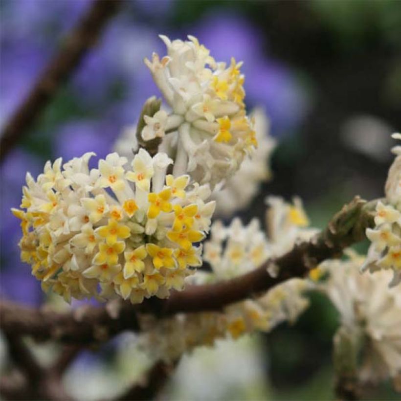 Edgeworthia chrysantha - Buisson à papier (Flowering)