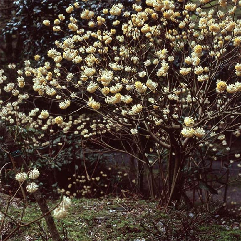 Edgeworthia chrysantha - Buisson à papier (Plant habit)