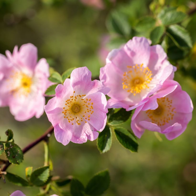 Églantier - Rosa canina (Foliage)