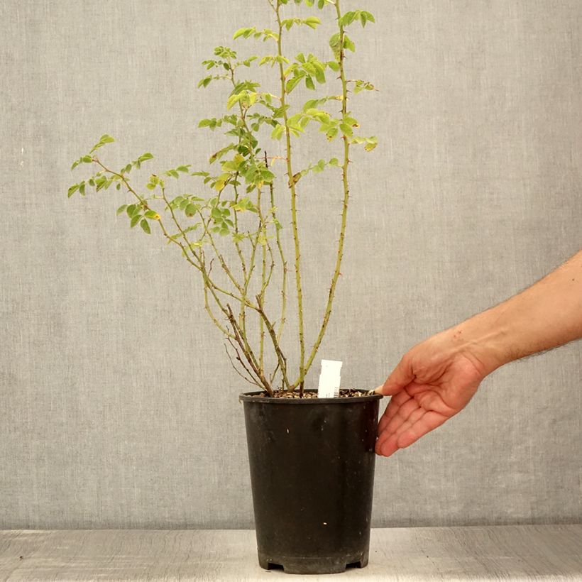 Spécimen de Eglantier odorant - Rosa rubiginosa Pot de 2L/3L tel que livré en été