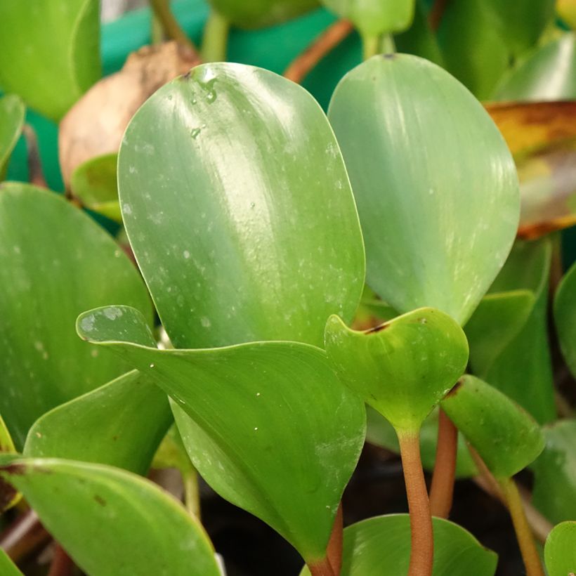 Eichhornia azurea - Eichornie azur (Feuillage)