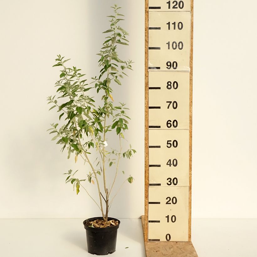 Spécimen de Elaeagnus angustifolia - Olivier de Boheme Pot de 2L/3L tel que livré en été