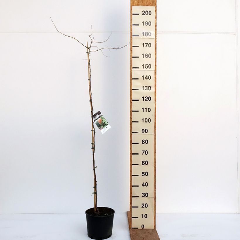 Example of Elaeagnus angustifolia - Olivier de Boheme Pot de 7,5L/10L as you get in hiver