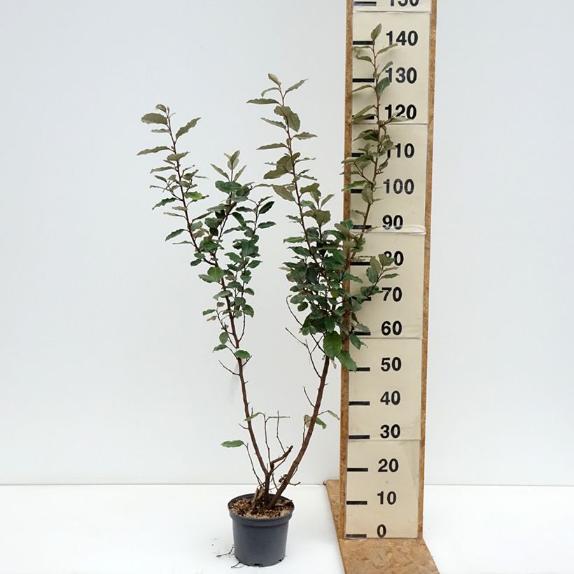 Spécimen de Elaeagnus ebbingei Compacta - Chalef Pot de 2L/3L tel que livré en automne
