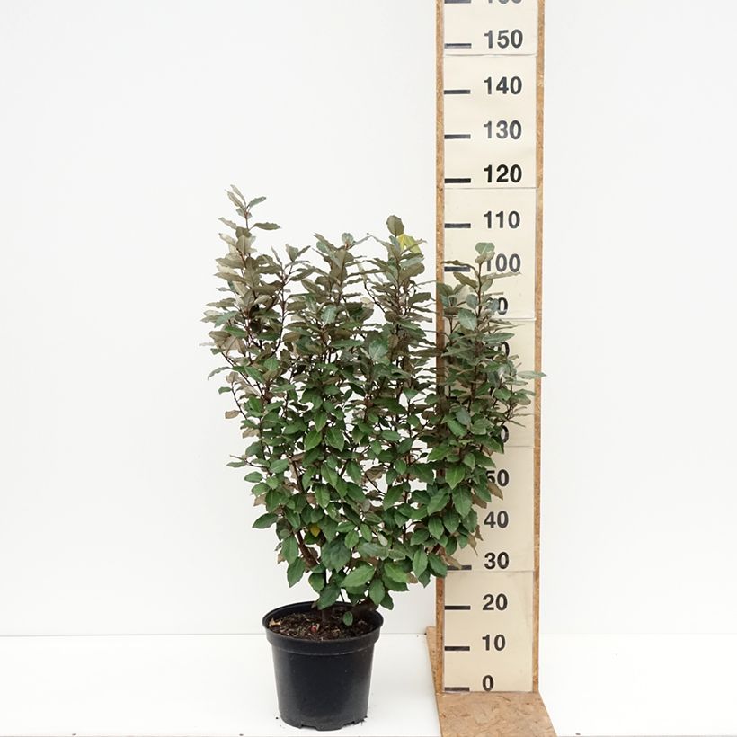 Spécimen de Elaeagnus ebbingei Compacta - Chalef Pot de 7,5L/10L tel que livré en automne