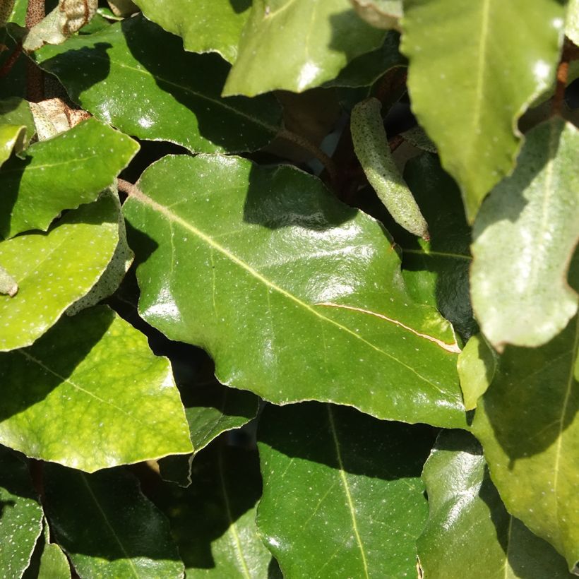 Elaeagnus ebbingei Crispy - Chalef (Feuillage)