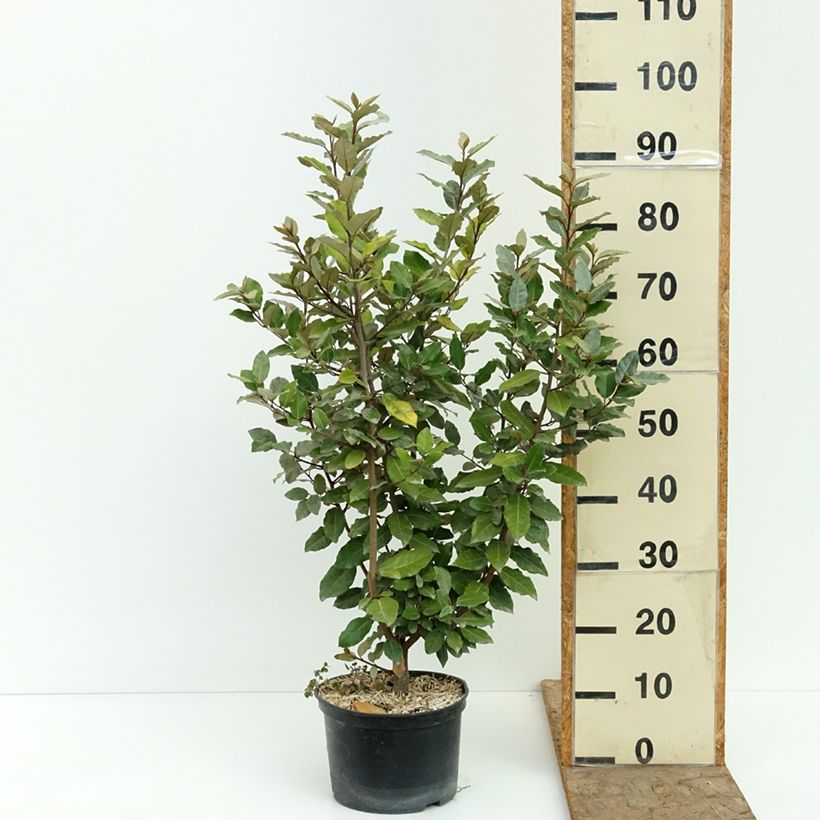 Spécimen de Elaeagnus ebbingei Crispy - Chalef Pot de 4L/5L tel que livré en été