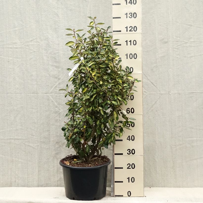 Spécimen de Elaeagnus ebbingei Limelight - Chalef de Ebbing Pot de 7,5L/10L tel que livré au printemps