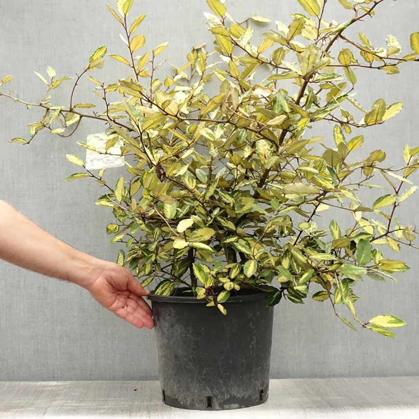 Spécimen de Elaeagnus pungens Maculata - Chalef panaché Pot de 7,5L/10L tel que livré en été