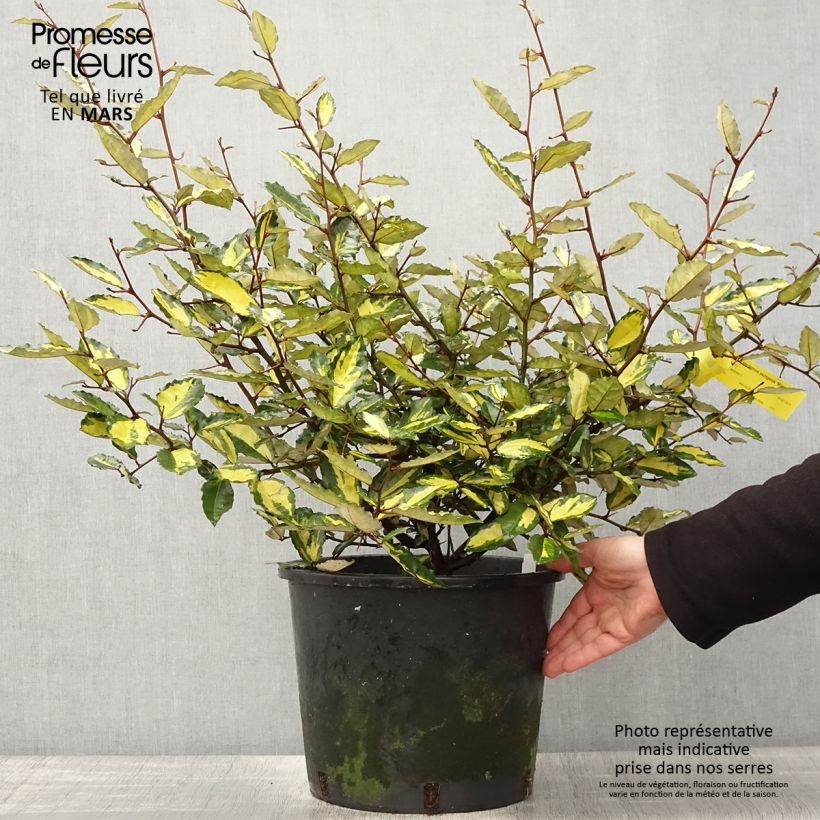 Example of Elaeagnus pungens Maculata - Chalef panaché Pot de 7,5L/10L as you get in printemps