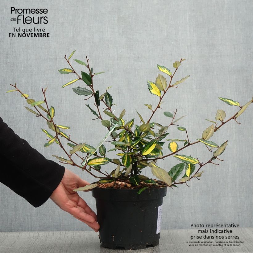 Spécimen de Elaeagnus pungens Maculata - Chalef panaché Pot de 2L/3L tel que livré en automne