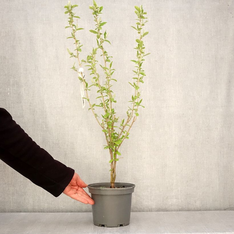 Spécimen de Elaeagnus umbellata - Chalef d'automne Pot de 3L/4L tel que livré au printemps