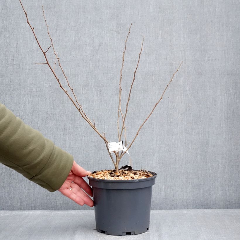 Example of Elaeagnus umbellata Fortunella - Goumi du Japon Pot de 2L/3L as you get in hiver