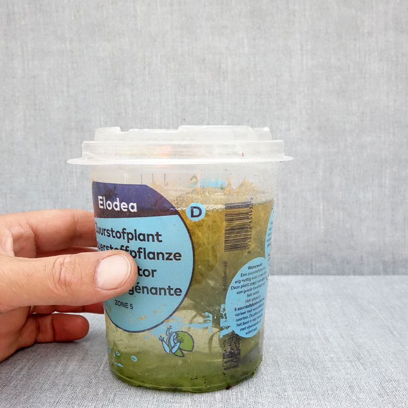 Example of Elodea densa - Elodée dense Boîte, boite plastique 12cm as you get in ete