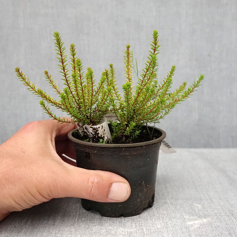 Spécimen de Empetrum nigrum Bernstein - Camarine noire Pot de 10 cm/11cm tel que livré en automne