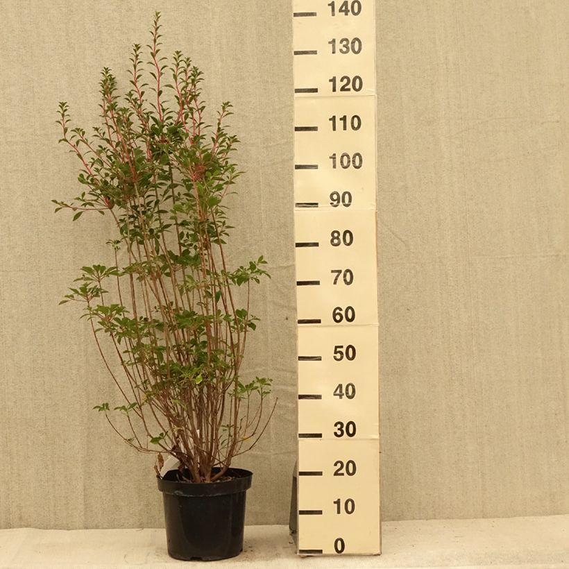 Spécimen de Enkianthus campanulatus - Andromède campanulée Pot de 6L/7L tel que livré en été