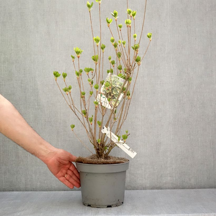 Spécimen de Enkianthus campanulatus Prettycoat - Andromède campanulée  Pot de 2L/3L tel que livré au printemps
