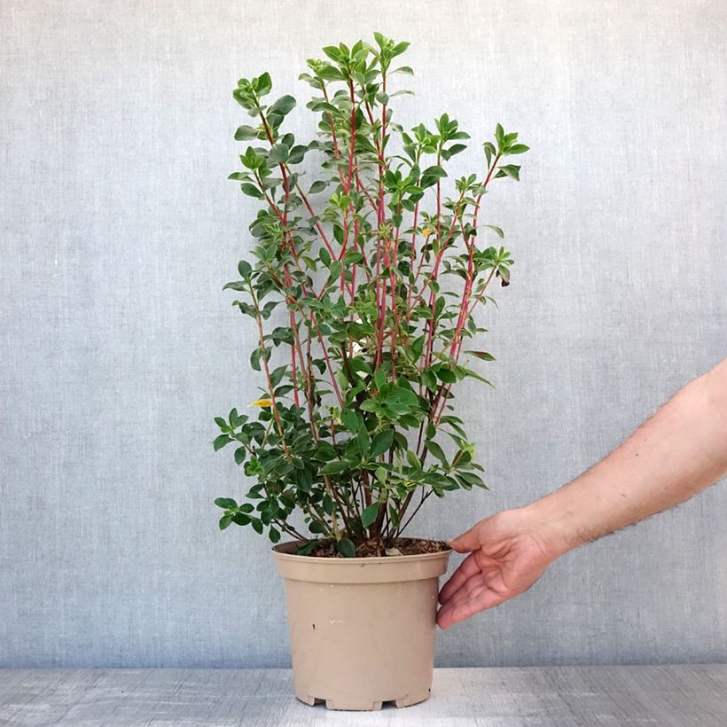 Spécimen de Enkianthus campanulatus Red Bells - Andromède campanulée Pot de 2L/3L tel que livré en été