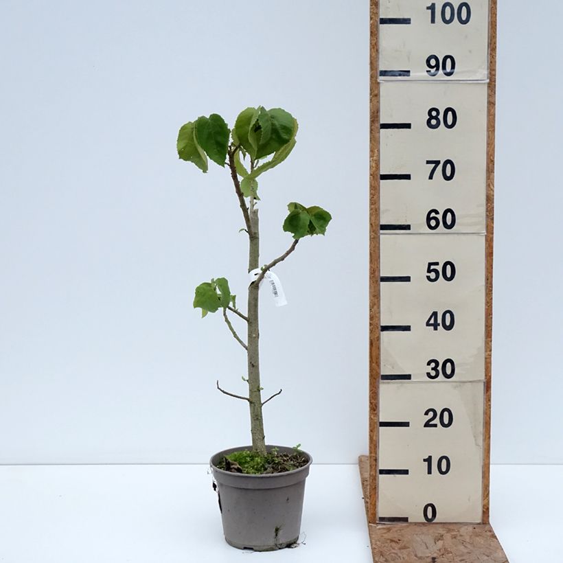 Spécimen de Entelea arborescens - Entélée arbustive Pot de 4L/5L tel que livré en hiver