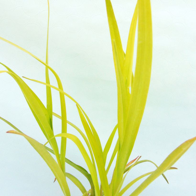 Éphémère de Virginie -Tradescantia andersoniana Angelic Charm (Foliage)