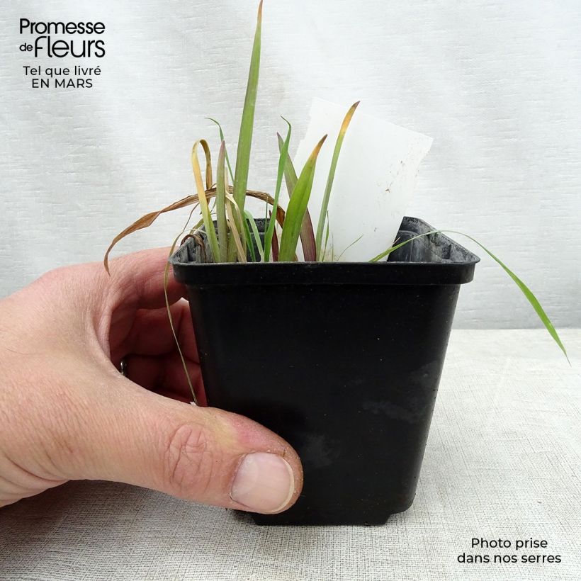 Example of Éphémère de Virginie -Tradescantia andersoniana Angelic Charm Godet de 8/9 cm as you get in printemps