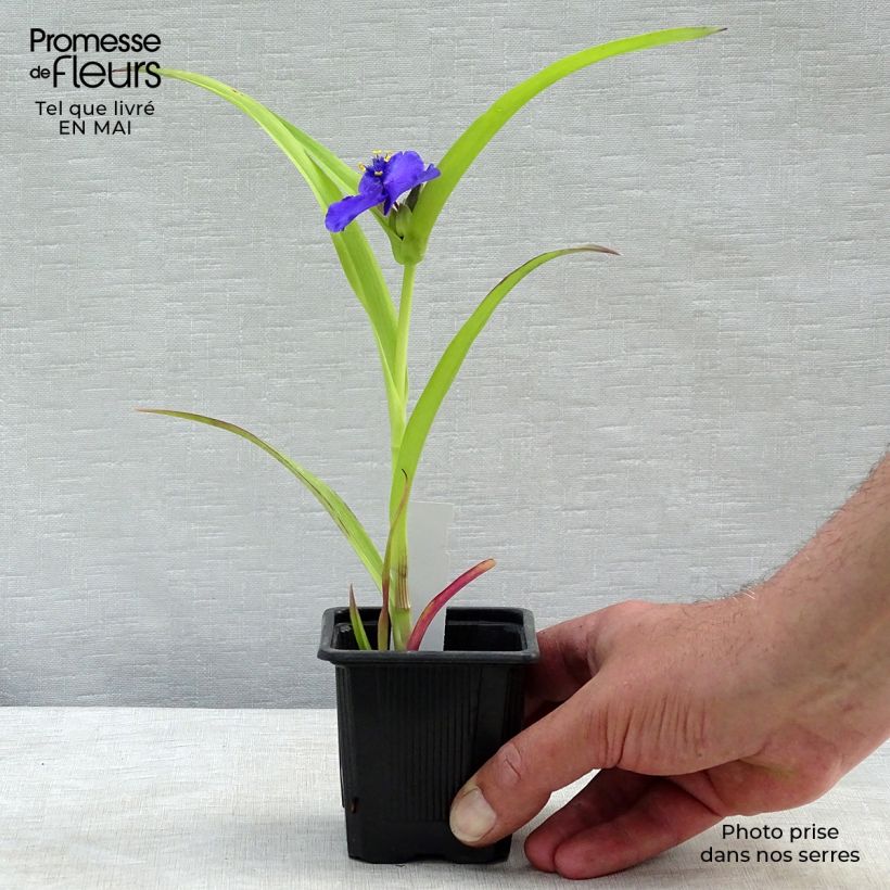 Example of Éphémère de Virginie - Tradescantia andersoniana Sweet Kate Godet de 8/9 cm as you get in printemps