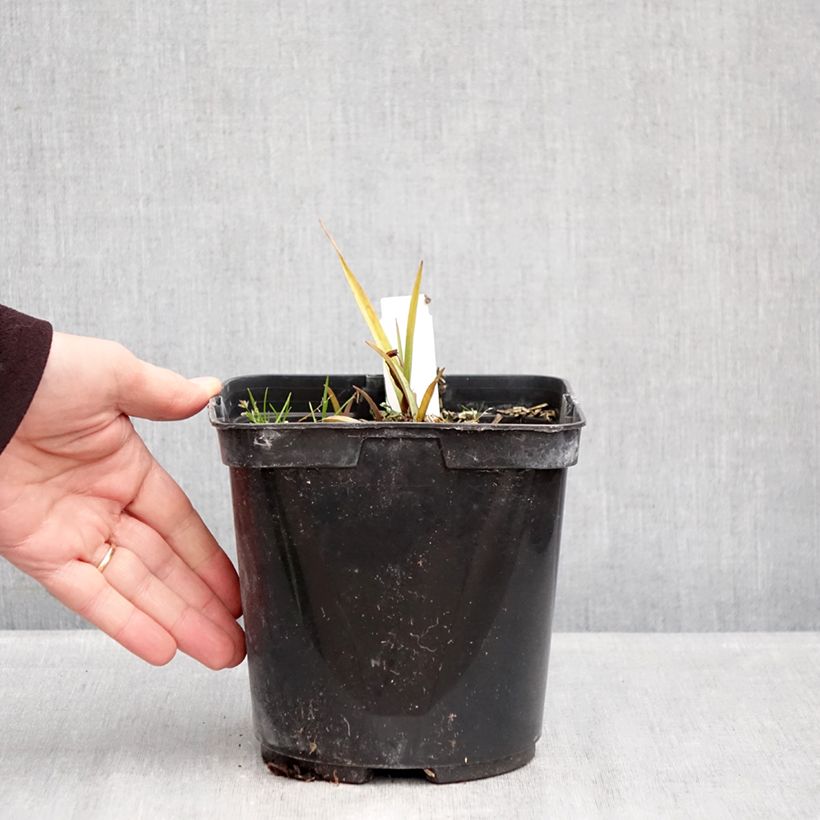 Spécimen de Ephémère de Virginie, Tradescantia andersoniana Blue and Gold Pot de 2L/3L tel que livré en hiver