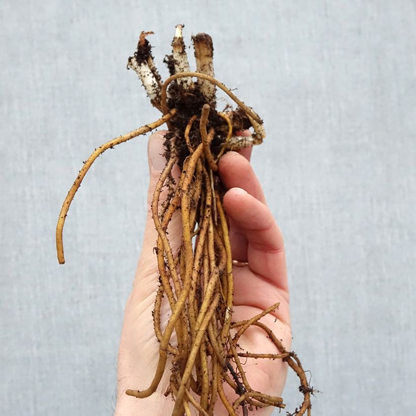 Spécimen de Ephémère de Virginie - Tradescantia andersoniana Ocean Blue Racines nues, Qualité Extra équivalant à un pot de 2L tel que livré en hiver