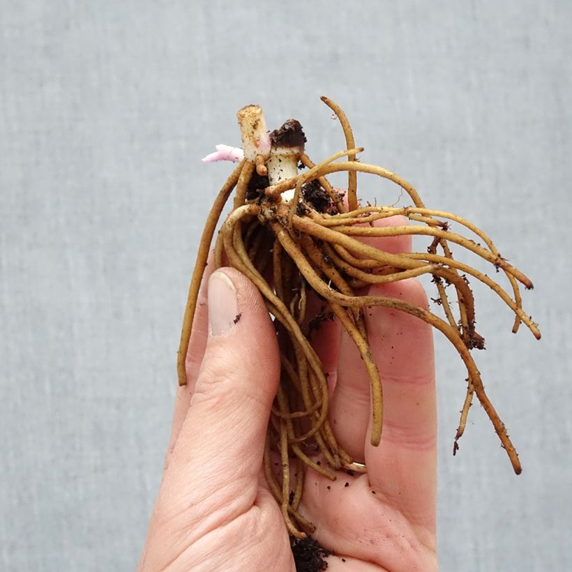 Spécimen de Ephémère de Virginie - Tradescantia andersoniana Osprey Racines nues, Qualité Extra équivalant à un pot de 2L tel que livré en hiver