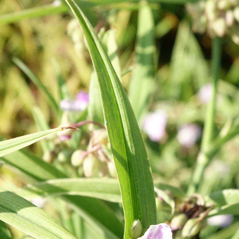 Ephémère de Virginie - Tradescantia andersoniana Pink Chablis (Feuillage)