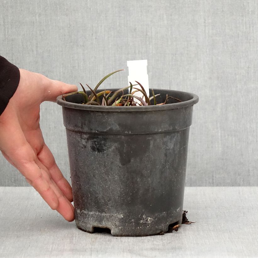 Spécimen de Ephémère de Virginie - Tradescantia andersoniana Pink Chablis Pot de 2L/3L tel que livré au printemps