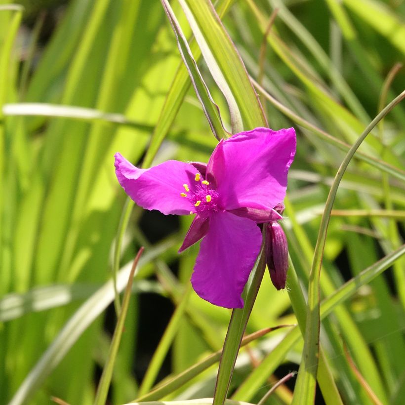Ephémère de Virginie - Tradescantia andersoniana Red Grape (Floraison)