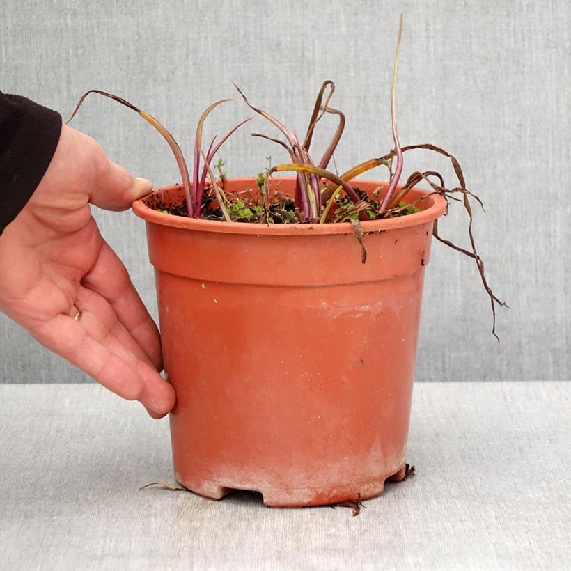 Example of Éphémère de Virginie - Tradescantia andersoniana Sweet Kate Pot de 2L/3L as you get in printemps
