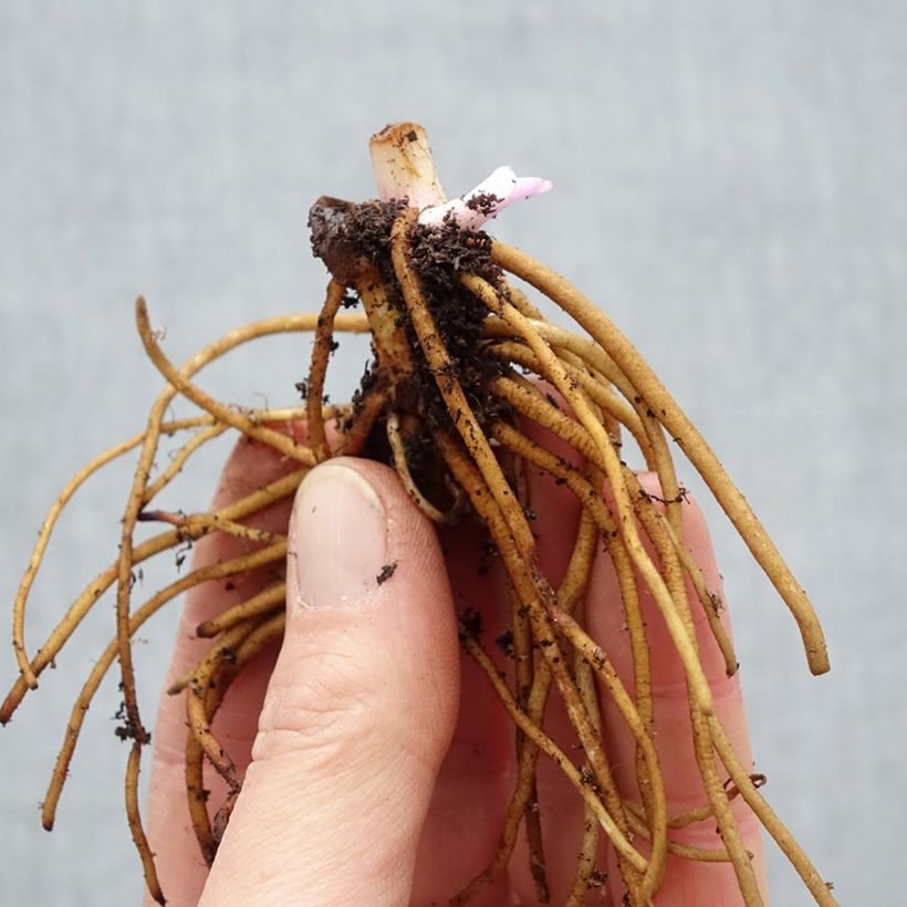 Example of Ephémère de Virginie - Tradescantia andersonina Concord Grape Racines nues, Qualité Extra équivalant à un pot de 2L as you get in hiver